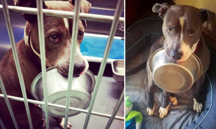 (À gauche : Photo gracieuseté de Memphis Animal Services, à droite : Photo gracieuseté de oliverandhisbowl)