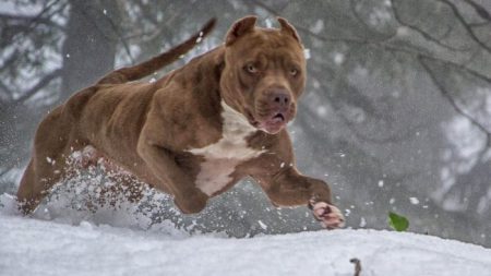 Le célèbre pitbull de 79 kg a 8 bébés, et leur prix de vente est stupéfiant