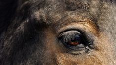 Essonne – Une voiture roulant à vive allure blesse une cavalière et entraîne la mort de son cheval