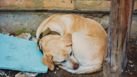 4 jeunes garçons de Détroit trouvent une chienne abandonnée et affamée, attachée avec des cordes à une maison, et la sauvent