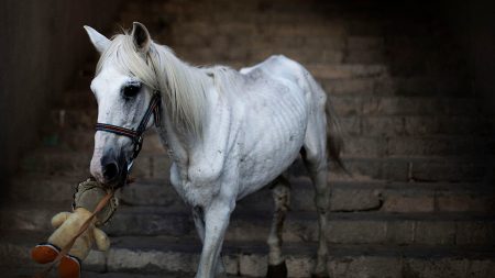 Pyrénées-Orientales : sept chevaux affamés se trouvaient autour d’une jument moribonde