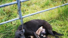 Une chienne abandonnée et enchaînée à une clôture en train d’allaiter 6 chiots nouveau-nés est retrouvée et secourue en Irlande