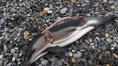 Finistère : un dauphin dépecé découvert sur une plage du Pays bigouden
