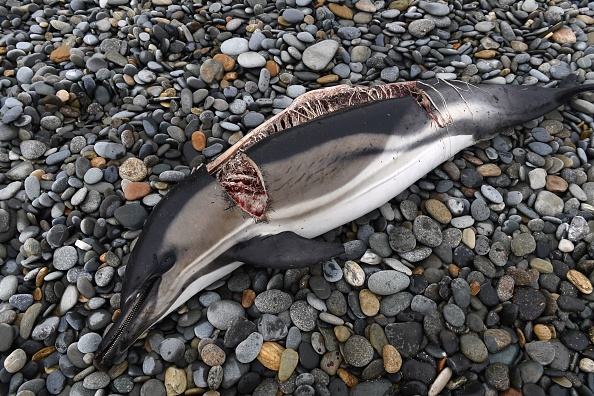 Le cétacé découvert sur la plage de Plovan le 29 janvier présentait deux entailles de part et d’autres de l’arrête dorsale. Crédit : FRED TANNEAU/AFP via Getty Images.