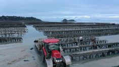 Bretagne: les huîtres contaminées par l’épidémie de gastro-entérite,  les ostréiculteurs dénoncent une pollution issue de rejets côtiers