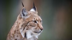Un lynx aurait été abattu par un braconnier dans les Vosges, selon l’Association Alsace nature