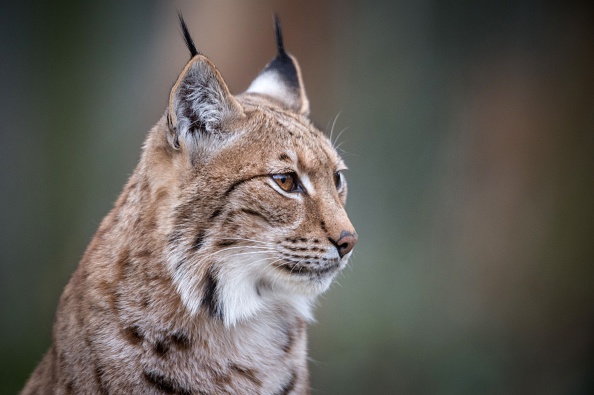 L'association Alsace nature affirme qu'un lynx a été récemment abattu par un braconnier dans les Vosges. (SEBASTIEN BOZON/AFP via Getty Images)