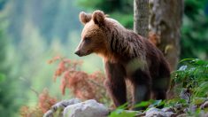 Pyrénées : Emmanuel Macron promet aux bergers l’arrêt des réintroductions d’ours