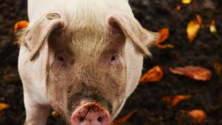 Destiné à l’abattoir, un cochon de 127 kilos prend la poudre d’escampette
