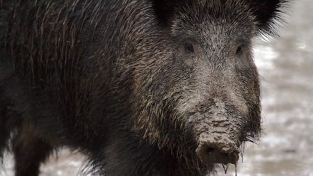 Corrèze : sauvons le sanglier Maurice, condamné à mort par la justice