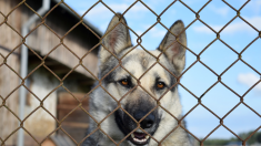 Vosges : quatre chiens sauvés d’une maison de l’horreur après la découverte d’un chiot jeté dans une poubelle