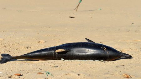 Île de Ré : une trentaine de dauphins retrouvés échoués