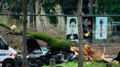 Rafales de vents violents: un automobiliste tué par la chute d’un arbre à Paris