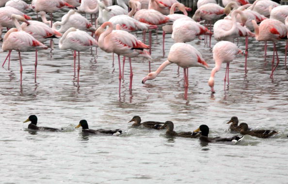 Les flamands roses et les canards font partie des 300 espèces d'oiseaux comptabilisés dans les anciens bassins dédiés à l'exploitation industrielle du sel. (DOMINIQUE FAGET/AFP via Getty Images)