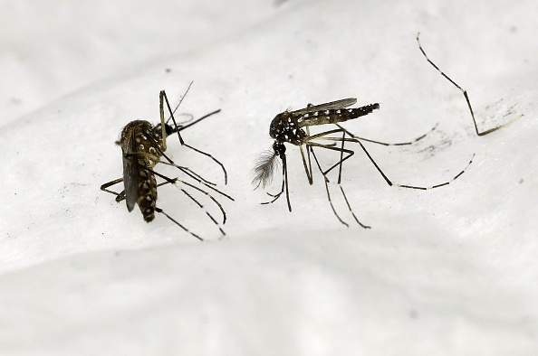 La dengue et la malaria sont transmises à l'homme par des moustiques infectés. (Photo : PATRICK KOVARIK/AFP via Getty Images)