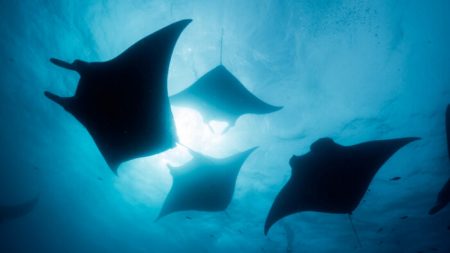 La très rare raie manta rose, photographiée nageant près de la grande barrière de corail en Australie, déconcerte les scientifiques