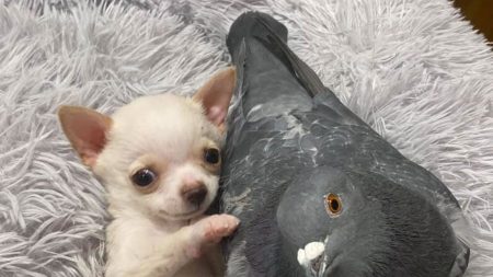 Un pigeon qui ne peut pas voler se lie d’amitié avec un chiot qui ne peut pas marcher