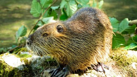 Nord: le castor est de retour dans le département – une bonne nouvelle pour la biodiversité