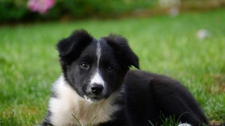 Un chiot est abattu par un chasseur parce qu’il aboyait trop fort : le procès est reporté au 11 septembre