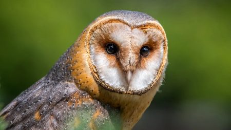 Creuse: elle sauve « Belle de nuit », une chouette effraie blessée sur le bord d’une route