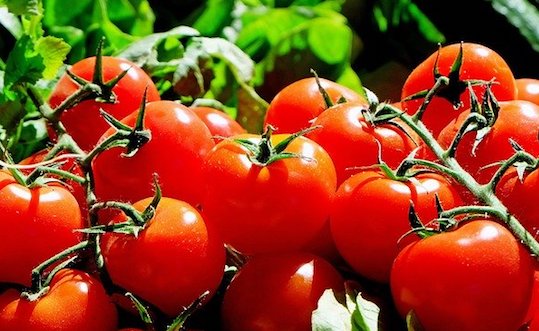 Le ToBRFV virus de la tomate confirmé dans le Finistère. (Photo : crédit Pixabay/Couleur)