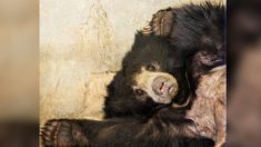 Un ours lippu de 5 ans, victime de graves blessures par balles, est sauvé et montre des signes d’amélioration
