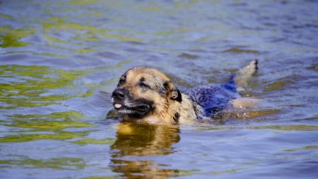 Un berger allemand a nagé dans l’eau pendant 11 heures avant que les sauveteurs ne le retrouvent, lui et son propriétaire, échoués en mer