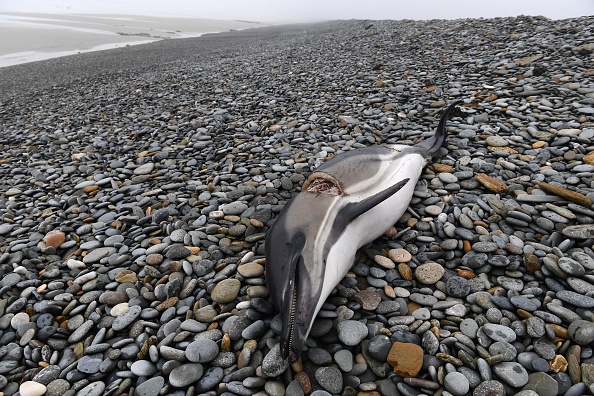 Le 30 janvier 2020, un dauphin mort et démembré est retrouvé sur une plage du Finistère. (Photo by FRED TANNEAU/AFP via Getty Images)