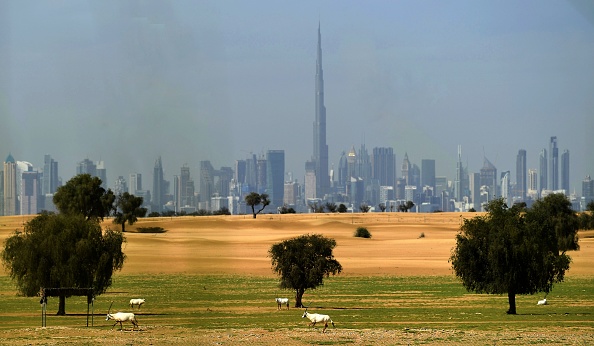 -Les Oryx d'Arabie sont photographiés dans le désert avec une vue sur la ville de Dubaï aux Émirats arabes unis le 21 mars 2020. Photo de KARIM SAHIB / AFP via Getty Images.