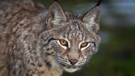 Suisse : un chasseur professionnel abat trois lynx croyant tuer des loups, le tireur reconnaît son « erreur »