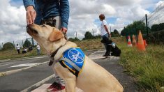 Toulouse : 3 chauffeurs Uber refusent de prendre une femme aveugle et son chien guide