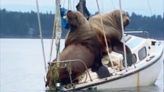 Vidéo cocasse: deux lions de mer s’improvisent skippers en investissant un bateau au large des côtes de Washington