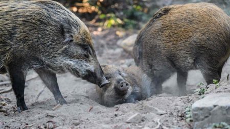La Chine révèle un nouveau cas de peste porcine africaine chez les sangliers
