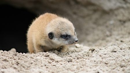Un bébé suricate du parc zoologique de Lille disparaît après une intrusion