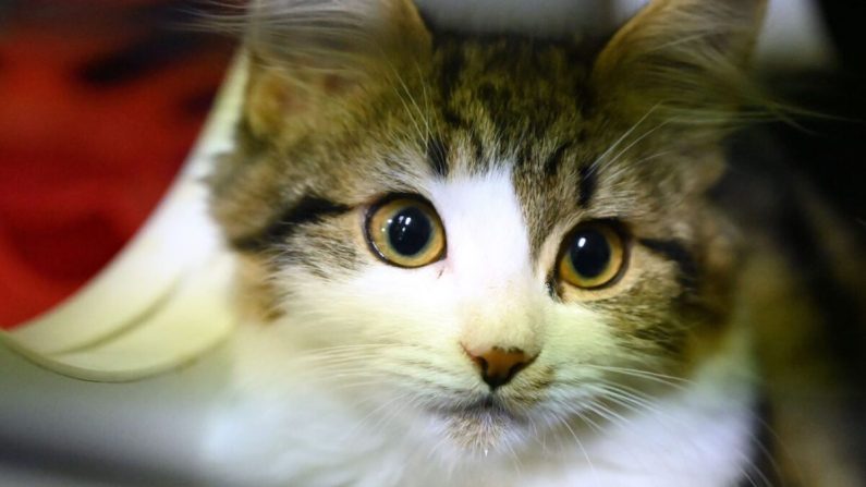 Un chat en attente d'adoption regarde hors de sa cage au refuge et à l'hôpital vétérinaire de la Société royale pour la prévention de la cruauté envers les animaux à Sydney, le 1er avril 2020. (Peter Parks/AFP via Getty Images)