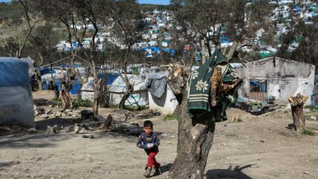 En Grèce, sur l’Île de Lesbos, des migrants afghans et africains ont coupé 5.000 oliviers centenaires