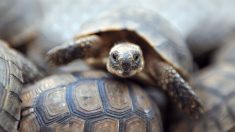 Italie: elle sort promener sa tortue à Rome pendant le confinement, 400 euros d’amende
