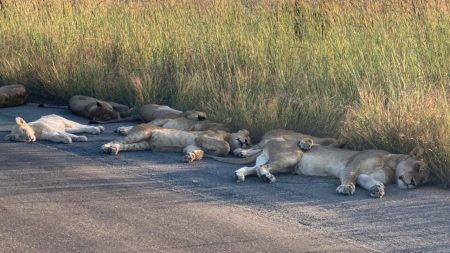 Avec le confinement en Afrique du Sud, les lions prennent la chose très au sérieux