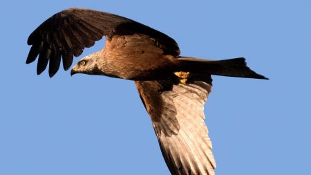 Charente: un aigle impérial aperçu dans le ciel, un phénomène exceptionnel en France