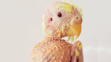 Une perruche, devenue chauve à cause du stress, s’épanouit dans la vie après avoir survécu à une maladie virale