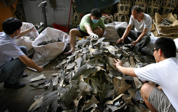  Les ailerons séchés se vendent à prix fort qui sont utilisés dans des soupes très prisés dans le sud de la Chine. (Photo : ANDREW ROSS/AFP via Getty Images)