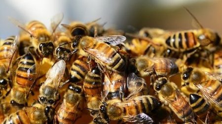 10 000 abeilles fugueuses forment un essaim sur une roue de vélo dans le centre-ville d’Arras