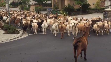 Des chèvres dans les rues de San José : une des choses les plus insolites qui soit arrivée pendant la quarantaine