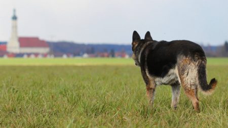 Ayant survécu à l’attaque de sa mère, ce chien à la face déformée et partiellement aveugle trouve enfin un foyer aimant