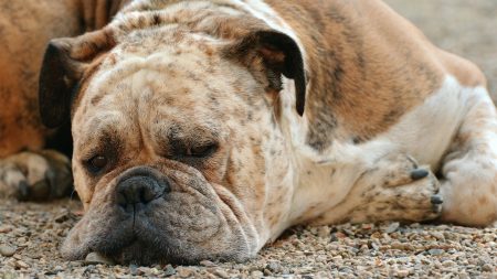 Finistère : ses chiens se battent, il tire un coup de fusil sur le boxer qu’il venait d’adopter à la SPA et le tue