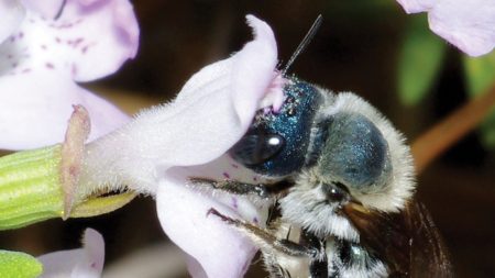 Des chercheurs redécouvrent l’abeille bleue, ultra rare, longtemps considérée comme éteinte en Floride
