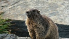 Val-d’Isère : il entend des sifflements sous le capot de sa voiture, une marmotte y avait élu domicile