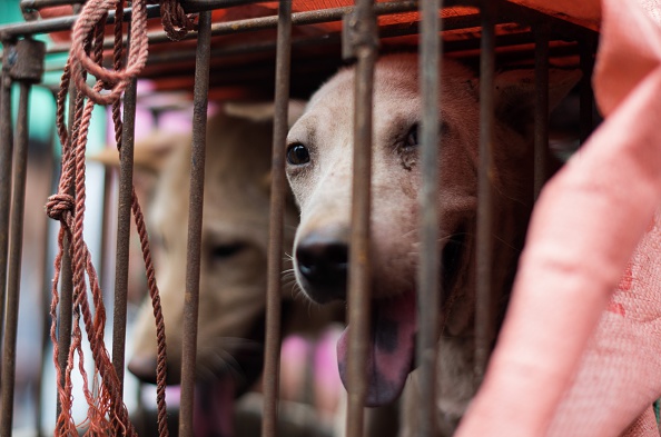 Festival de viande canine dans un marché à Yulin, dans la province de Guangin Yulin, au sud de la Chine. (Photo : JOHANNES EISELE/AFP via Getty Images)