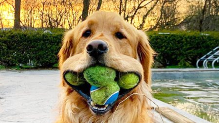 Un golden retriever établit un record mondial pour le nombre de balles de tennis dans sa gueule, selon Guinness