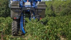 Gironde : un viticulteur de 62 ans a eu les mains tranchées par sa machine agricole